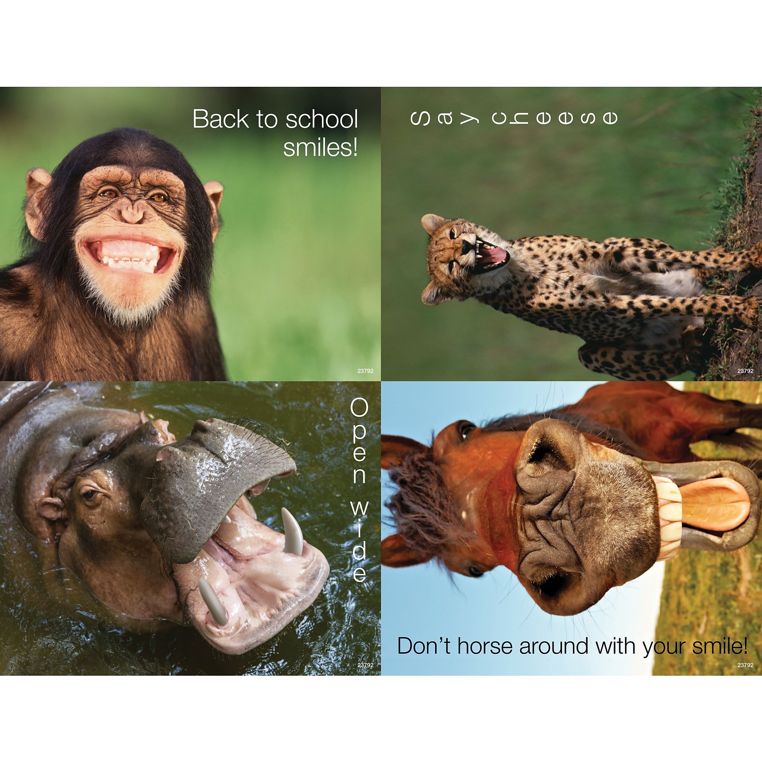 Medical Arts Press® Photo Image Assorted Postcards; for Laser Printer; Dental Back to School Animal Smiles, 100/Pk