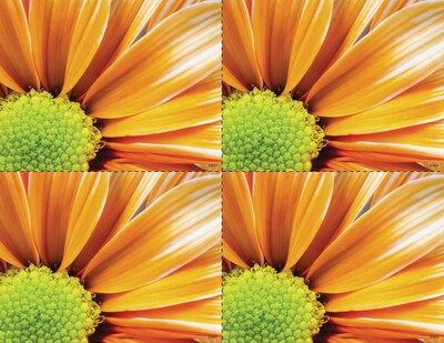 Medical Arts Press® Photo Image Postcards; for Laser Printer; Orange Flower, 100/Pk