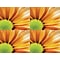 Medical Arts Press® Photo Image Postcards; for Laser Printer; Orange Flower, 100/Pk