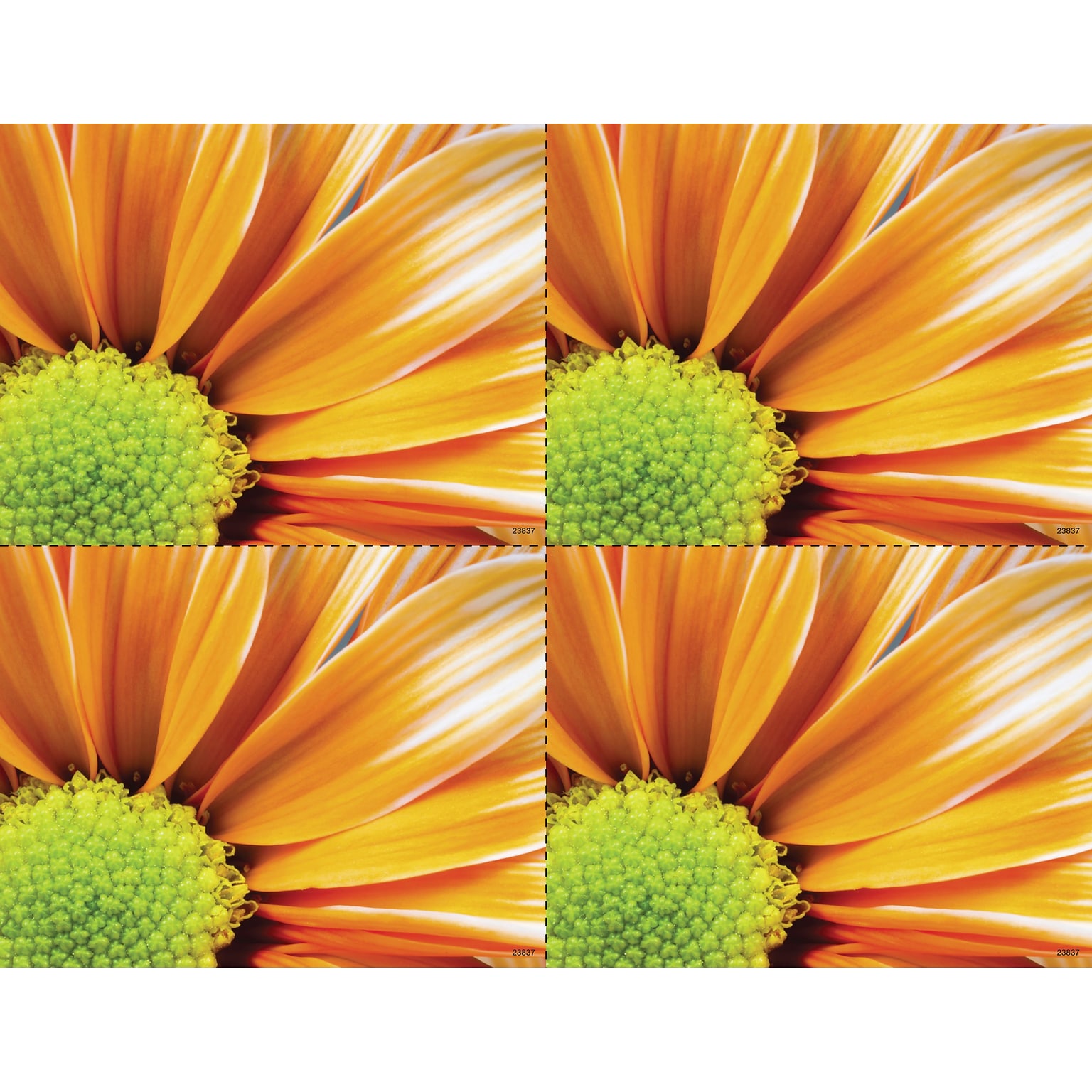 Medical Arts Press® Photo Image Postcards; for Laser Printer; Orange Flower, 100/Pk