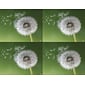 Medical Arts Press® Photo Image Laser Postcards; Dandelion, 100/Pk