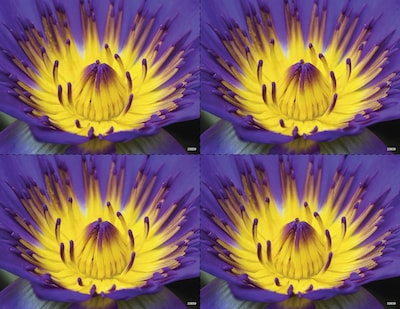 Medical Arts Press® Photo Image Postcards; for Laser Printer; Yellow and Purple Flower, 100/Pk