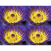 Medical Arts Press® Photo Image Postcards; for Laser Printer; Yellow and Purple Flower, 100/Pk