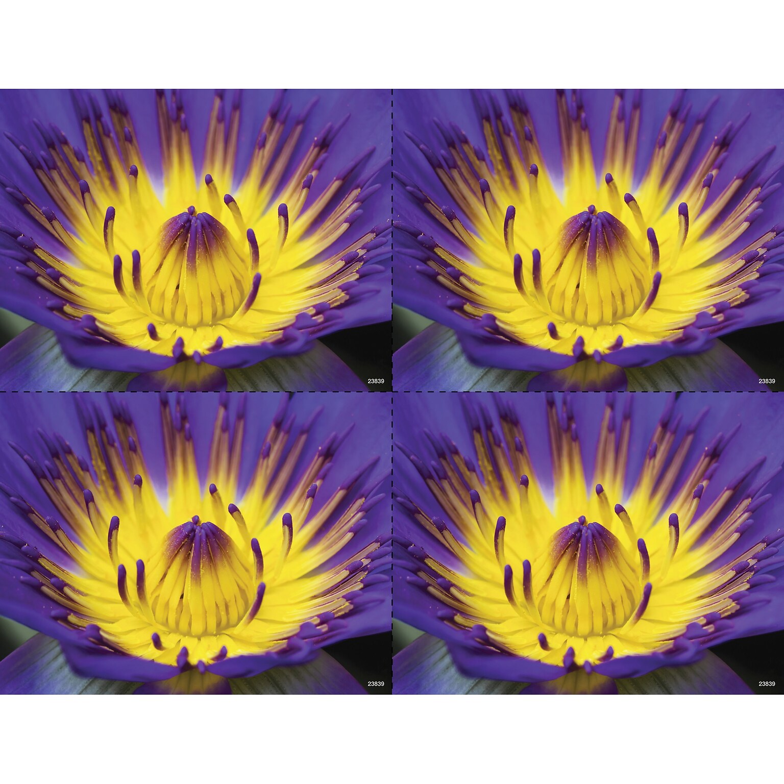 Medical Arts Press® Photo Image Postcards; for Laser Printer; Yellow and Purple Flower, 100/Pk