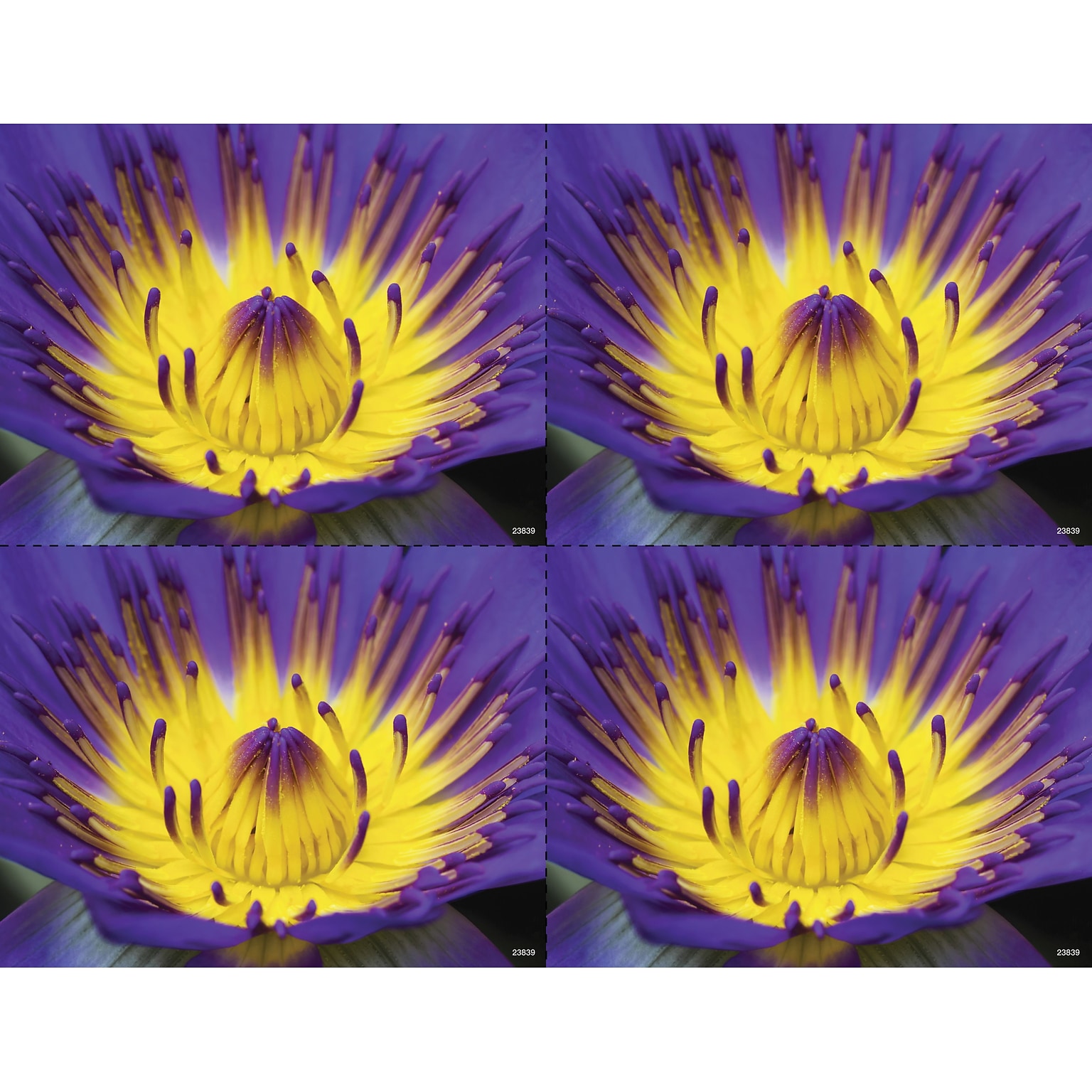 Medical Arts Press® Photo Image Postcards; for Laser Printer; Yellow and Purple Flower, 100/Pk