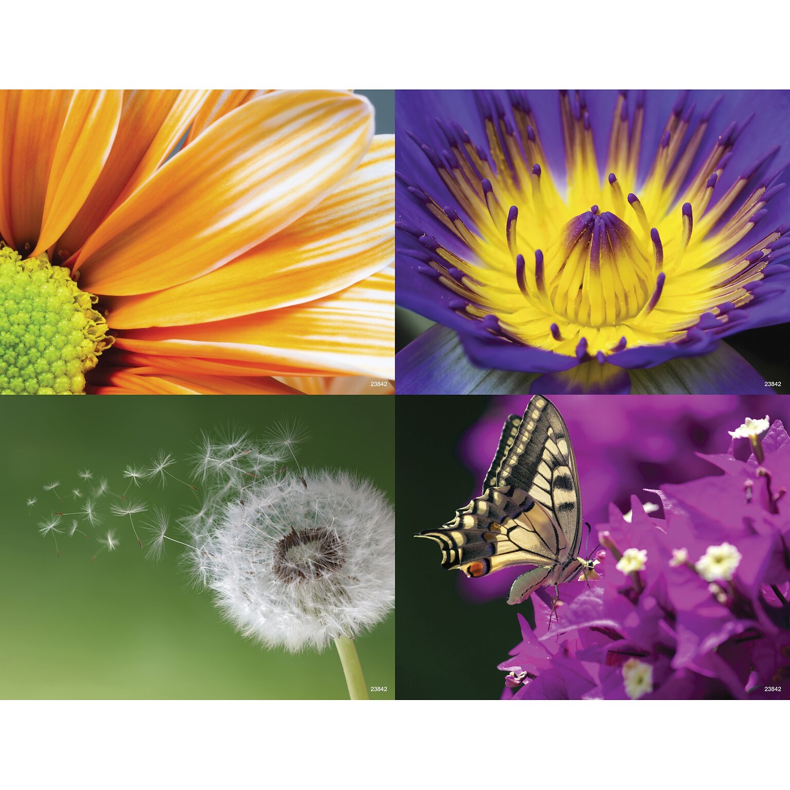 Medical Arts Press® Photo Image Assorted Postcards; for Laser Printer; Close Up Flowers, 100/Pk