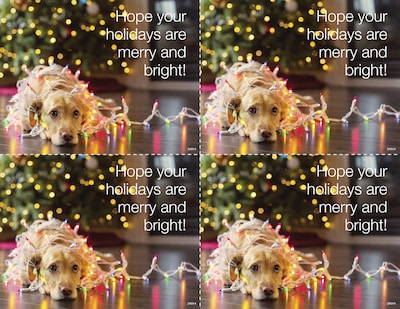 Medical Arts Press® Photo Image Postcards; for Laser Printer; Dog in Holiday Lights, 100/Pk