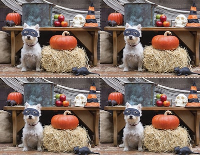 Medical Arts Press® Photo Image Postcards; for Laser Printer; Dog in Mask with Pumpkin, 100/Pk