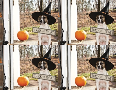 Medical Arts Press® Photo Image Laser Postcards; Dog in Witch Hat, 100/Pk