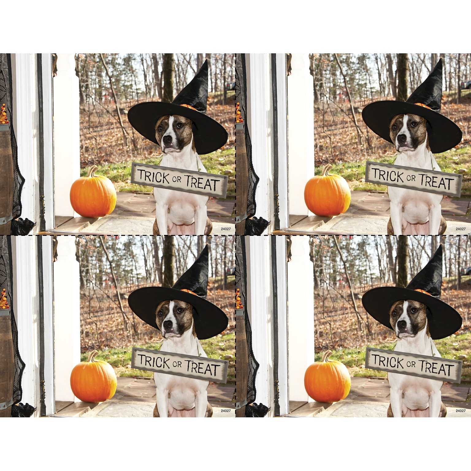 Medical Arts Press® Photo Image Laser Postcards; Dog in Witch Hat, 100/Pk