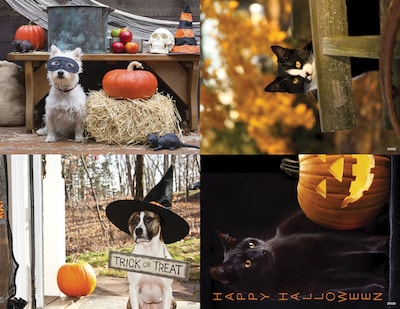 Medical Arts Press® Photo Image Assorted Postcards; for Laser Printer; Fall Seasonal Dogs and Cats,