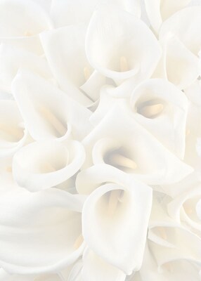 Great Papers® White Calla Lilies Bulletin, 50/Pack