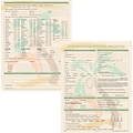 Medical Arts Press® Chiropractic Registration and History Form; Palm Tree