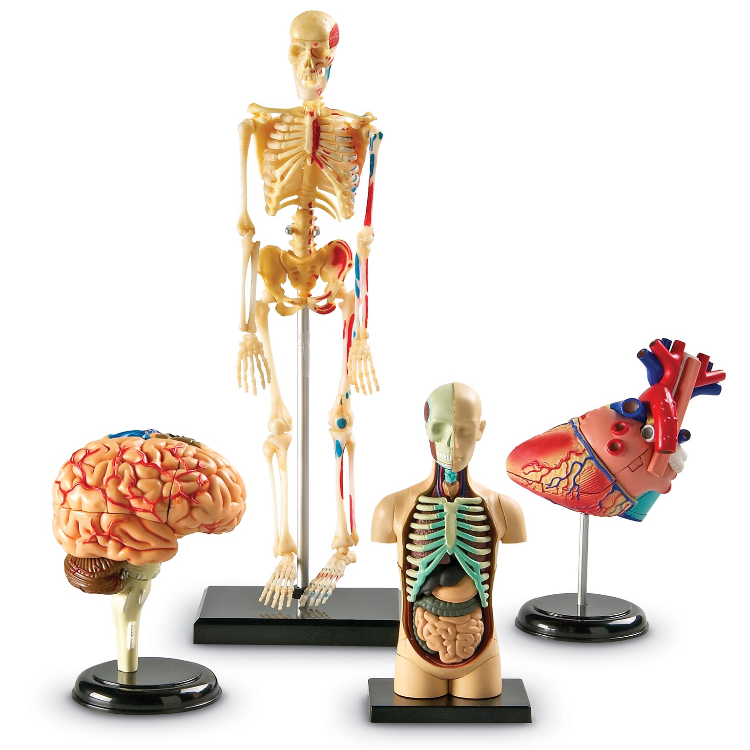 Learning Resources Anatomy Models Bundle, Set of 4 (LER3338)