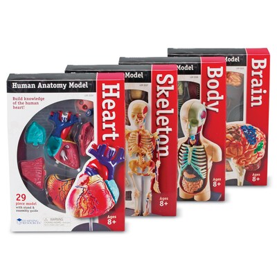 Learning Resources Anatomy Models Bundle, Set of 4 (LER3338)