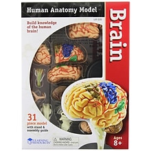 Learning Resources Brain Anatomy Model (LER3335)