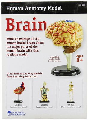 Learning Resources Brain Anatomy Model (LER3335)