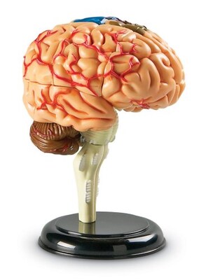 Learning Resources Brain Anatomy Model (LER3335)