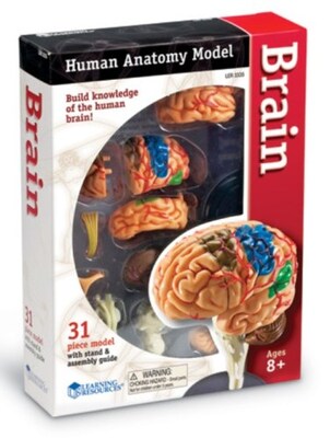 Learning Resources Brain Anatomy Model (LER3335)