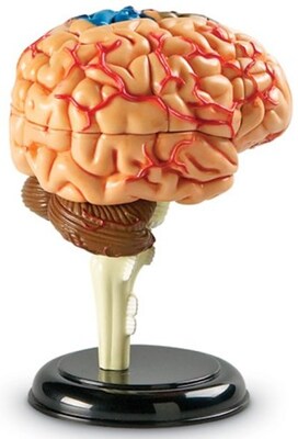 Learning Resources Brain Anatomy Model (LER3335)