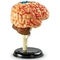 Learning Resources Brain Anatomy Model (LER3335)