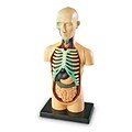 Learning Resources Human Body Anatomy Model (LER3336)