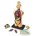 Learning Resources Human Body Anatomy Model (LER3336)