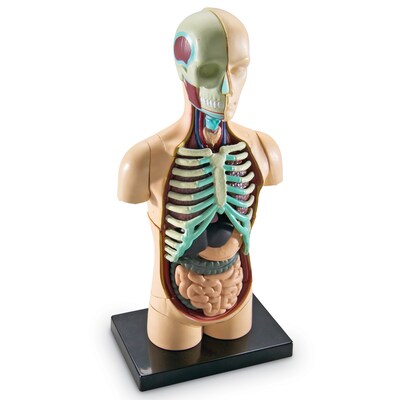 Learning Resources Human Body Anatomy Model (LER3336)