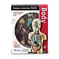 Learning Resources Human Body Anatomy Model (LER3336)