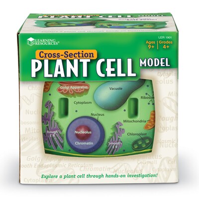 Learning Resources Cross Section Models, Plant (LER1901)