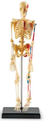 Learning Resources Skeleton Model (LER3337)