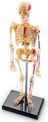 Learning Resources Skeleton Model (LER3337)