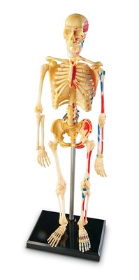 Learning Resources Skeleton Model (LER3337)