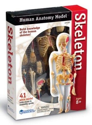 Learning Resources Skeleton Model (LER3337)
