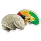 Learning Resources Cross Section Human Brain Model (LER1903)