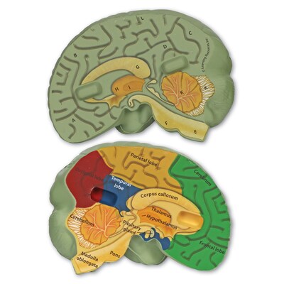 Learning Resources Cross Section Human Brain Model (LER1903)