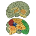 Learning Resources Cross Section Human Brain Model (LER1903)