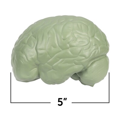 Learning Resources Cross Section Human Brain Model (LER1903)