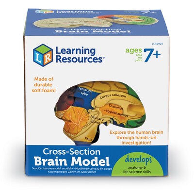 Learning Resources Cross Section Human Brain Model (LER1903)