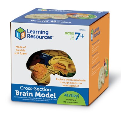 Learning Resources Cross Section Human Brain Model (LER1903)