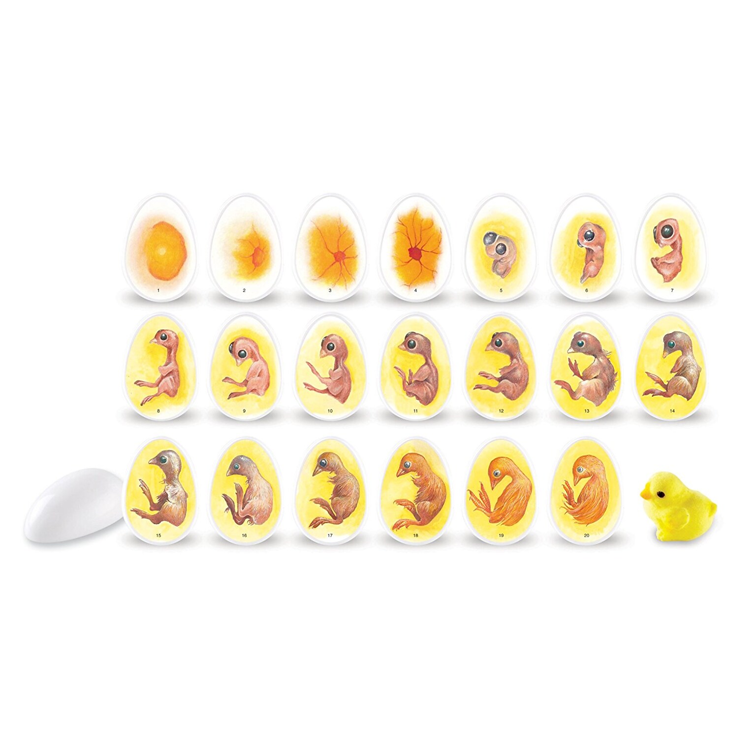Learning Resources Chick Life Cycle Exploration Set (LER2733)