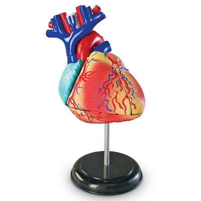 Learning Resources Heart Anatomy Model (LER3334)