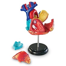 Learning Resources Heart Anatomy Model (LER3334)