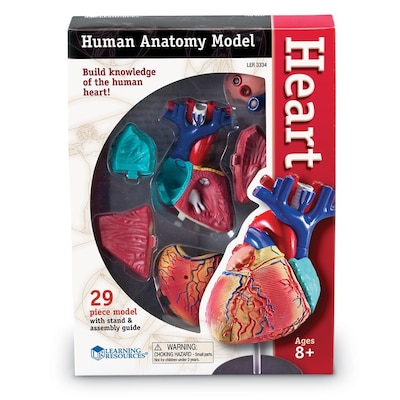 Learning Resources Heart Anatomy Model (LER3334)