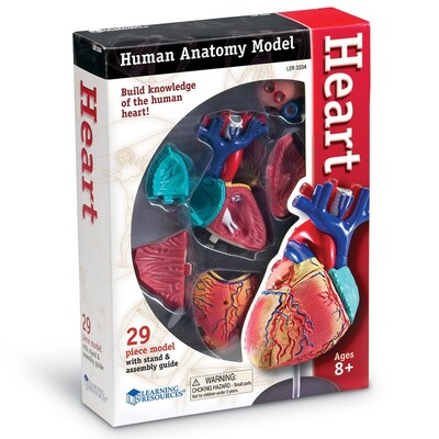 Learning Resources Heart Anatomy Model (LER3334)