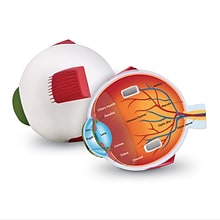 Learning Resources Cross Section Eye Model (LER1907)