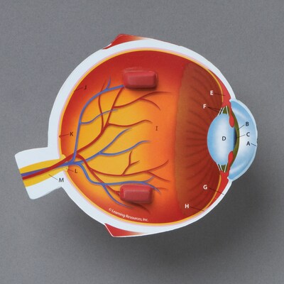 Learning Resources Cross Section Eye Model (LER1907)