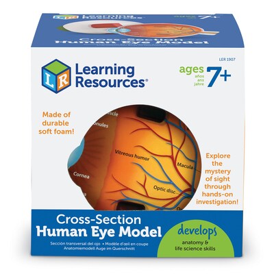 Learning Resources Cross Section Eye Model (LER1907)