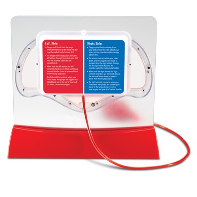 Learning Resources Pumping Heart Model (LER3535)