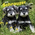Schnauzer Puppies 2018 12 x 12 Inch Square Wall Calendar